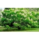 CATALPA KATALPA Surmia odporna mróz - sadzonki 60 / 80 cm